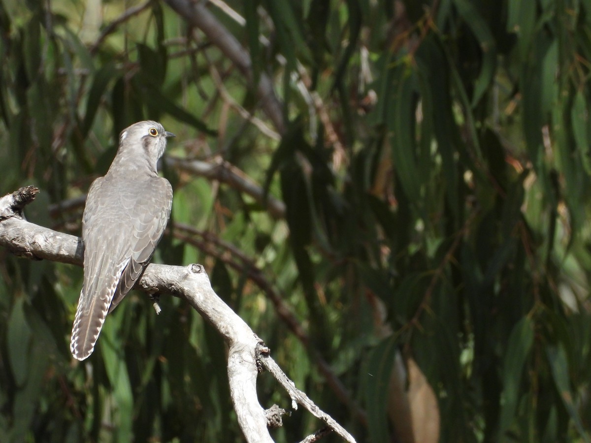 Pallid Cuckoo - ML636930136