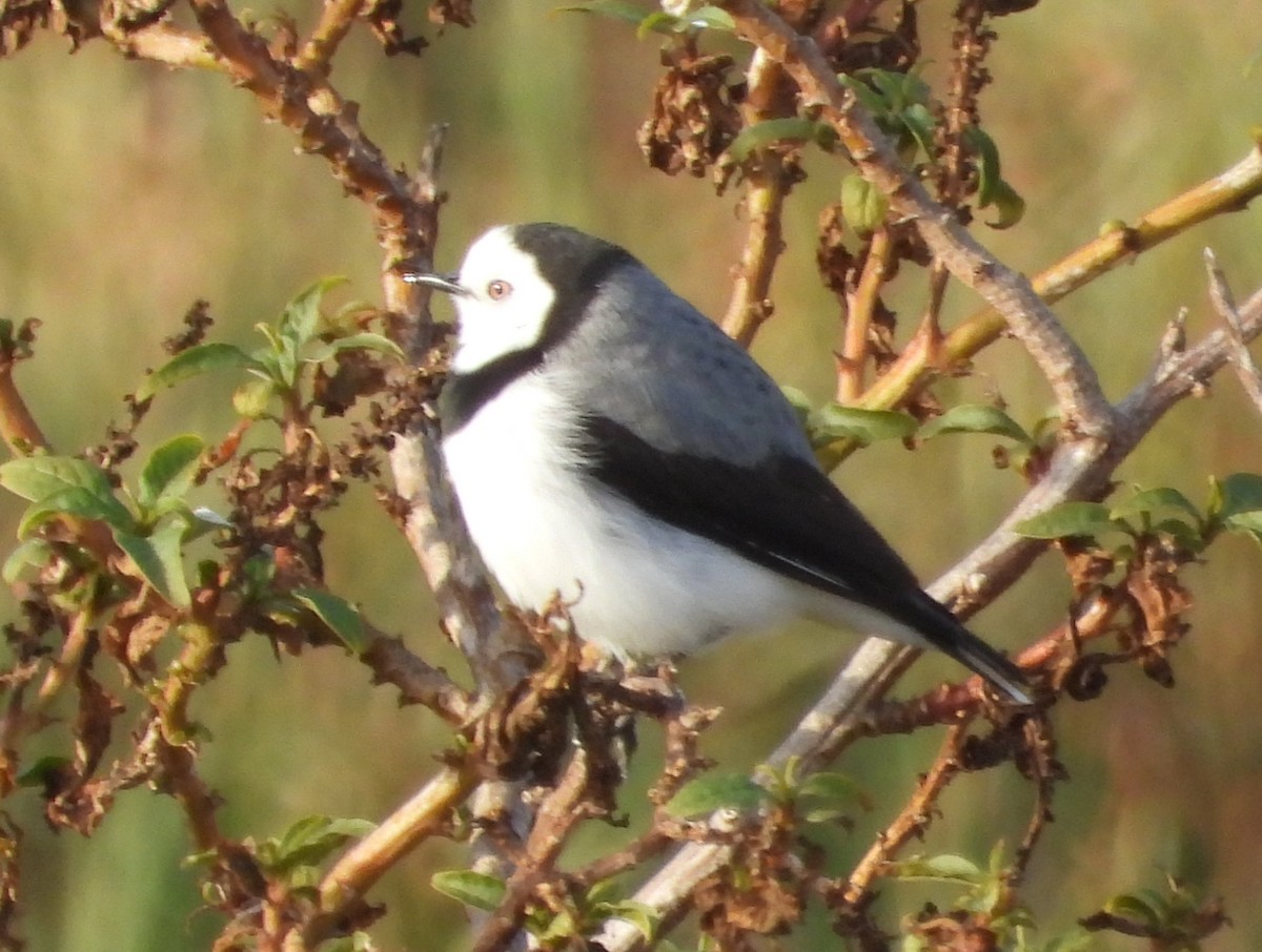 White-fronted Chat - ML636930184