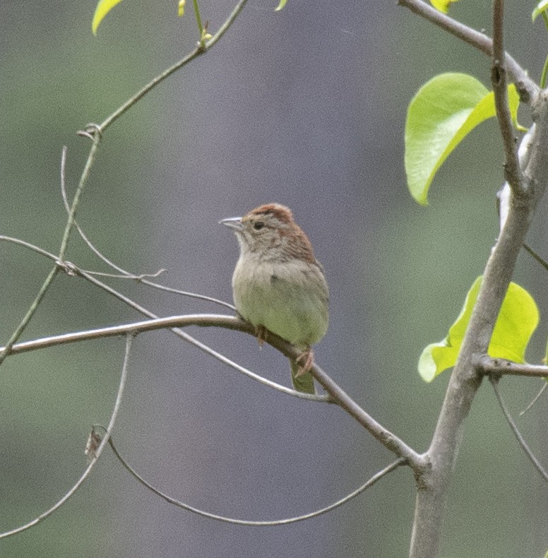 Bachman's Sparrow - ML636930201