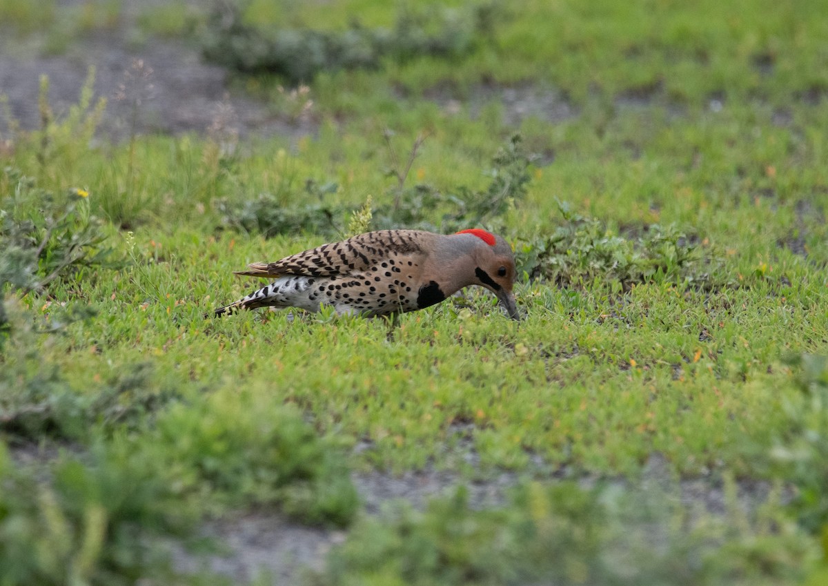 Northern Flicker - ML636930225