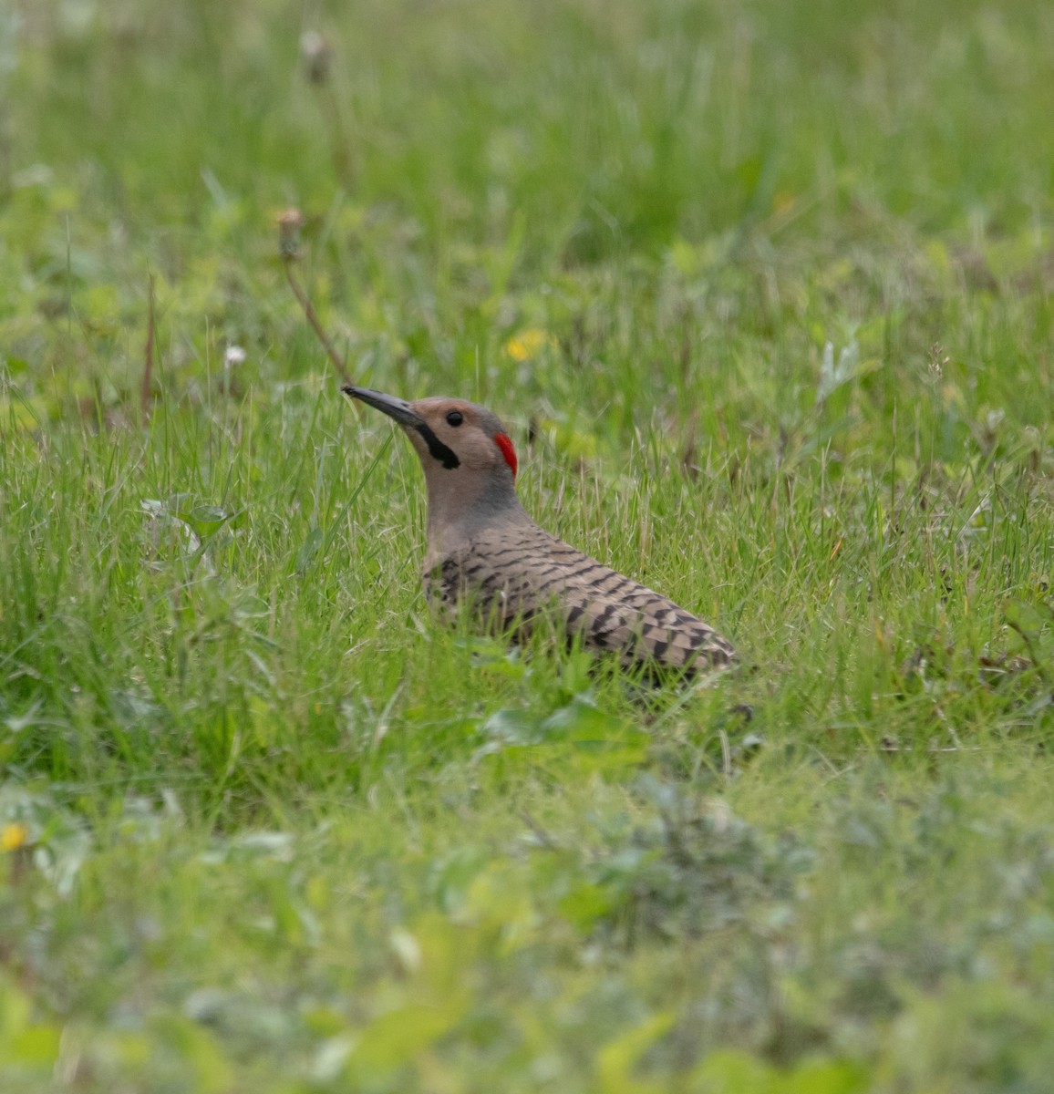 Northern Flicker - ML636930226