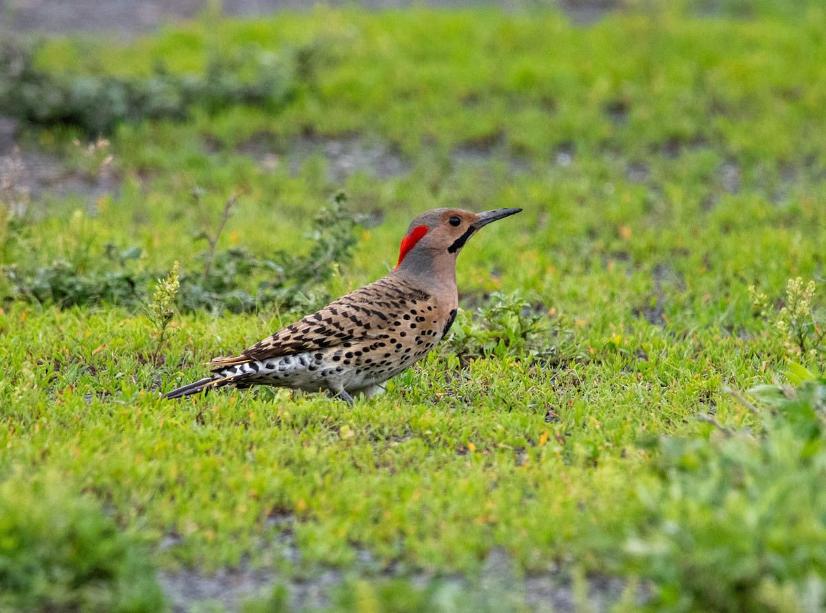 Northern Flicker - ML636930229