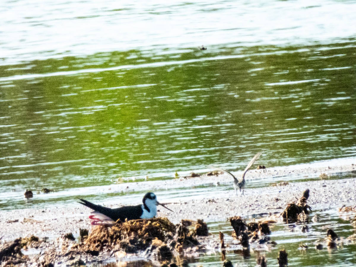 Black-necked Stilt - ML636930283