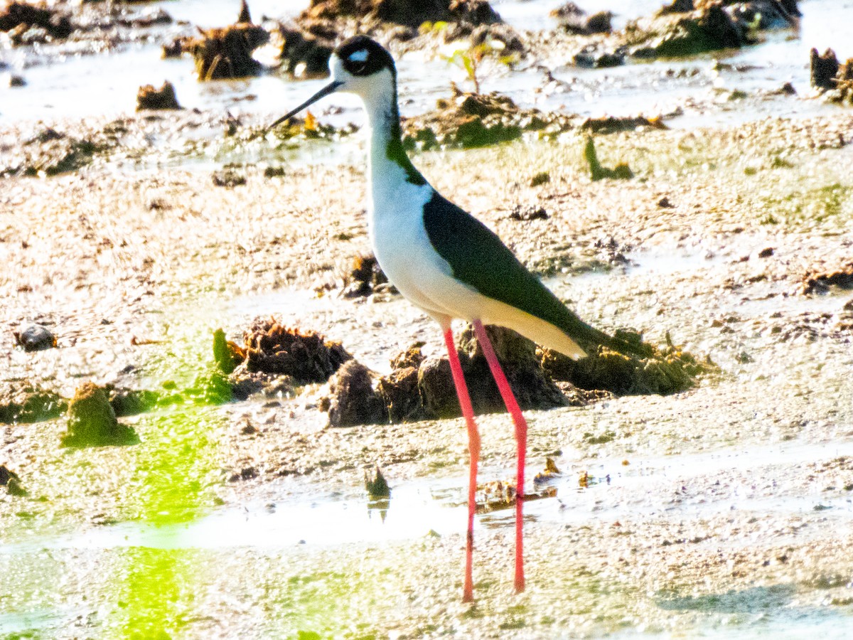 Black-necked Stilt - ML636930307