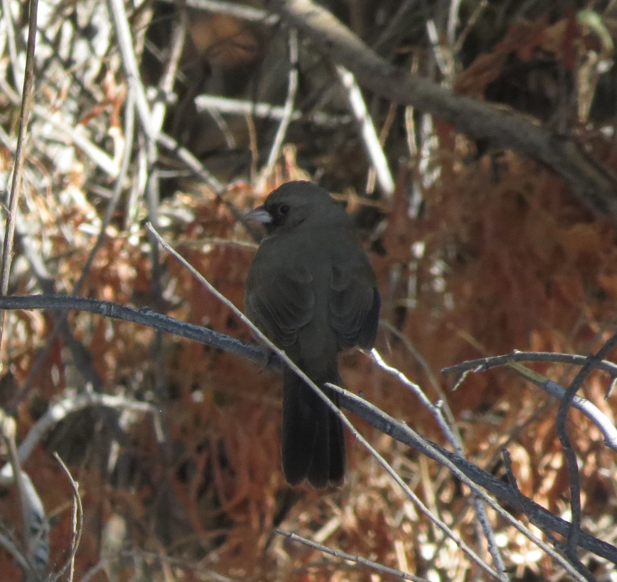 Abert's Towhee - ML636930311