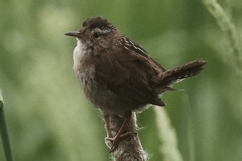 Marsh Wren - ML636930324