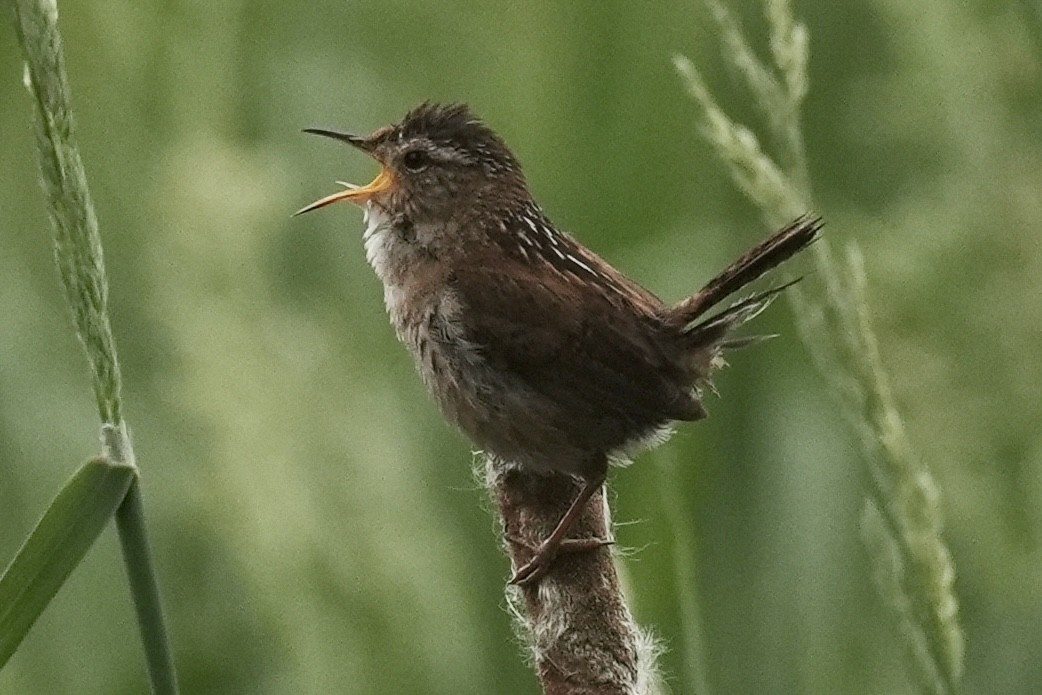 Marsh Wren - ML636930334