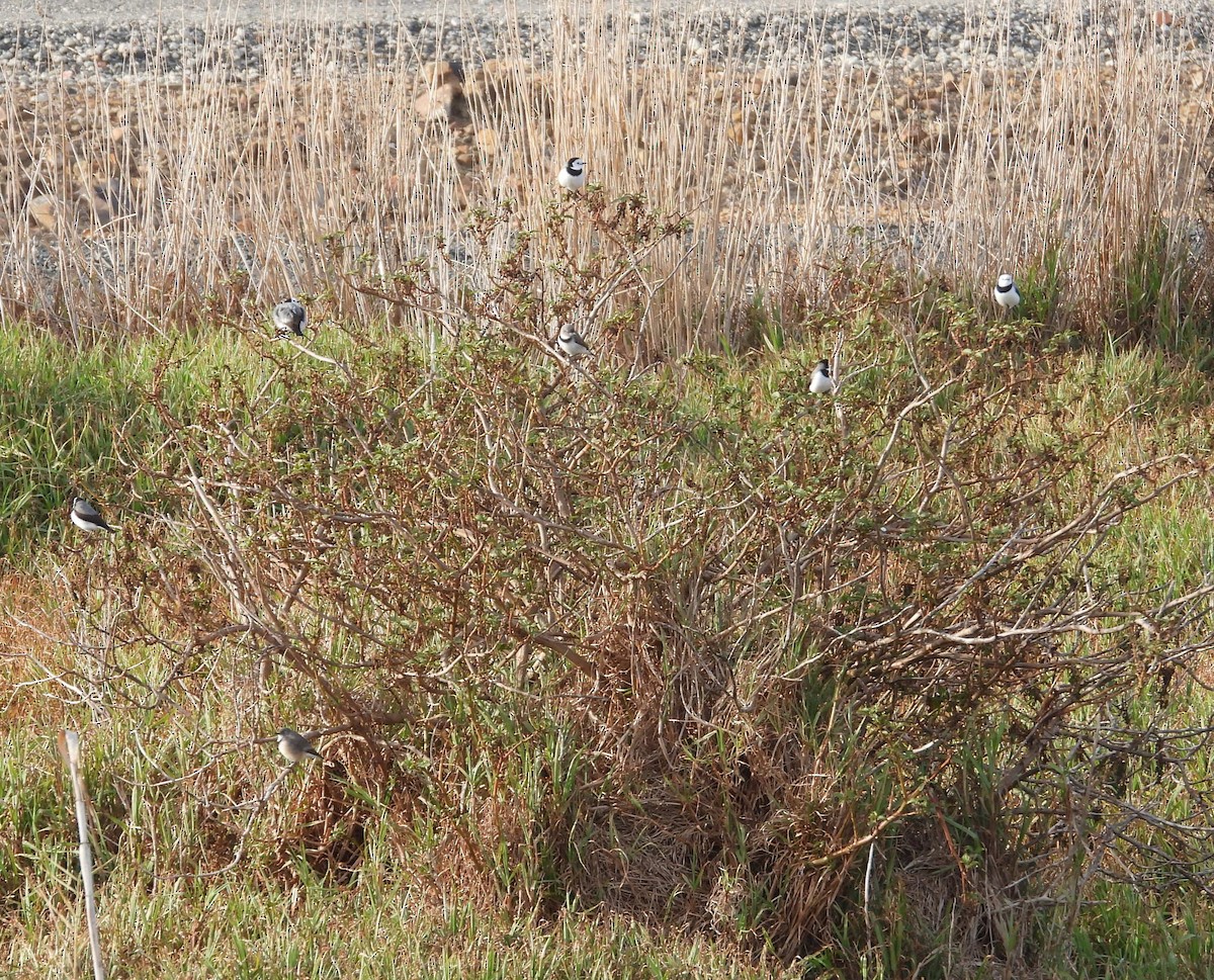 White-fronted Chat - ML636930380