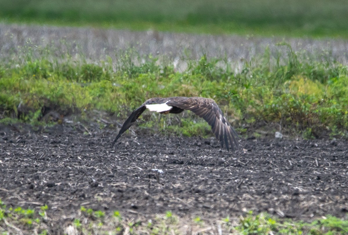 Bald Eagle - ML636930409