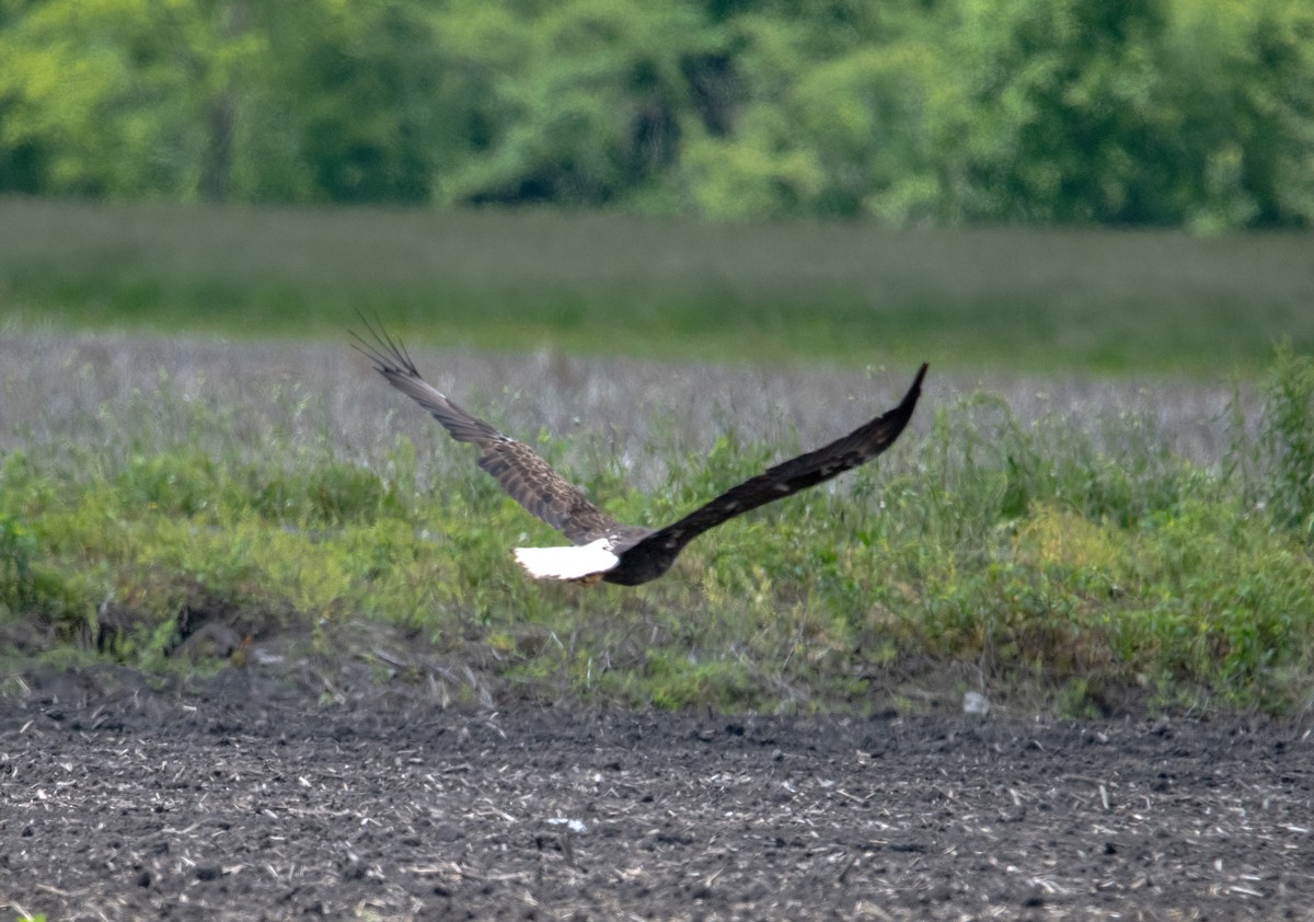 Bald Eagle - ML636930410