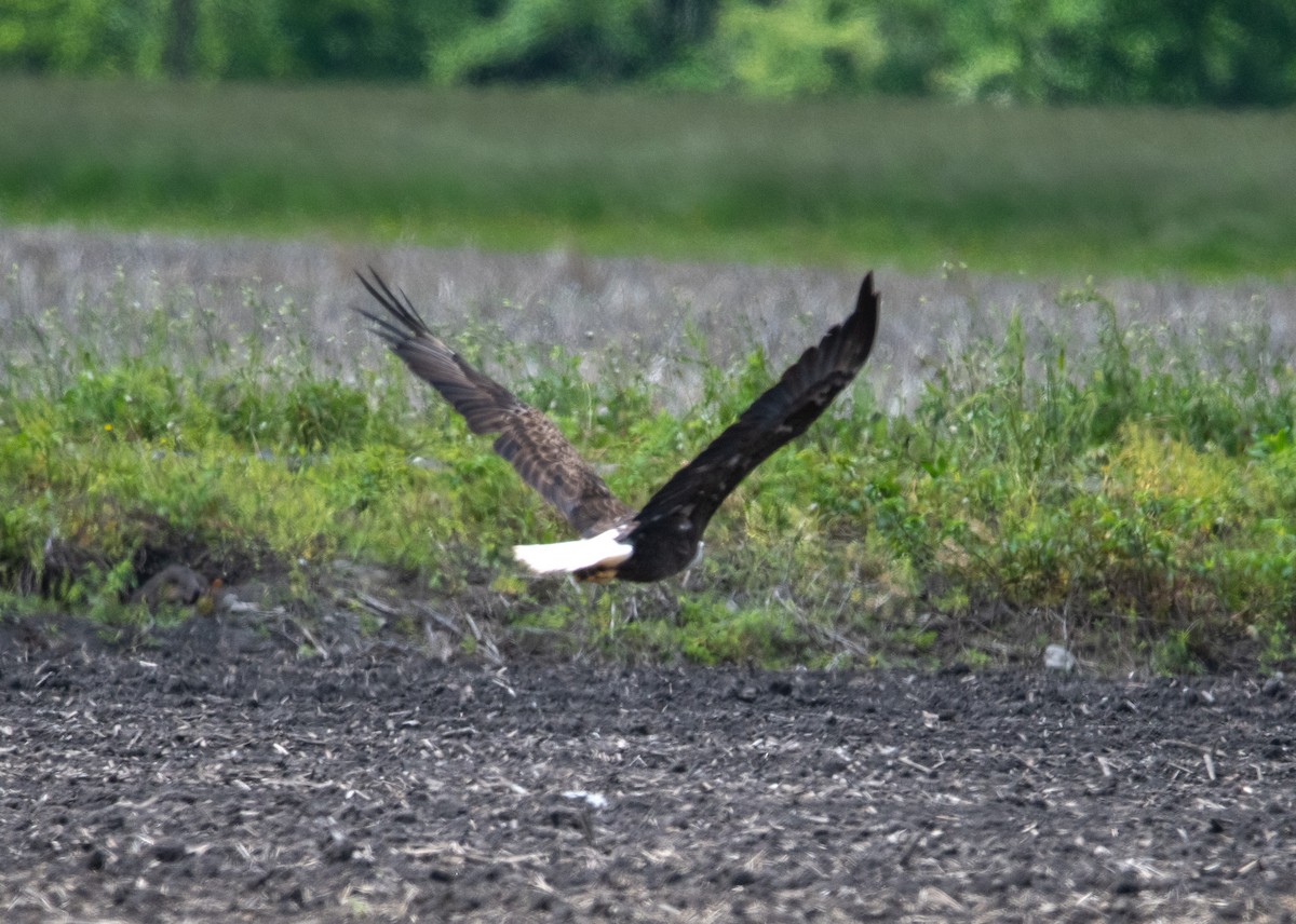 Bald Eagle - ML636930411