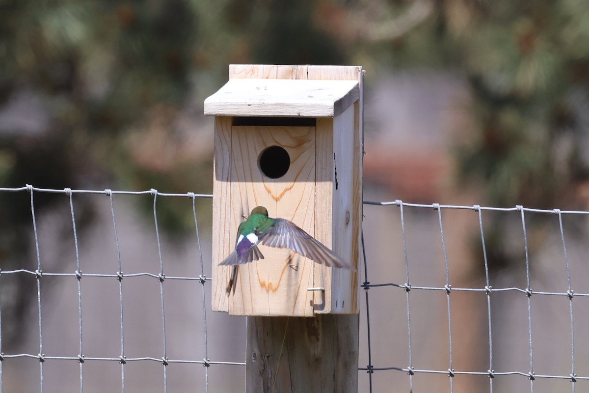 Violet-green Swallow - ML636930425
