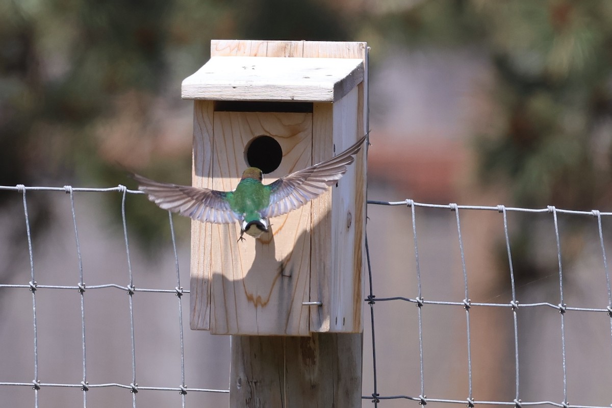 Violet-green Swallow - ML636930426