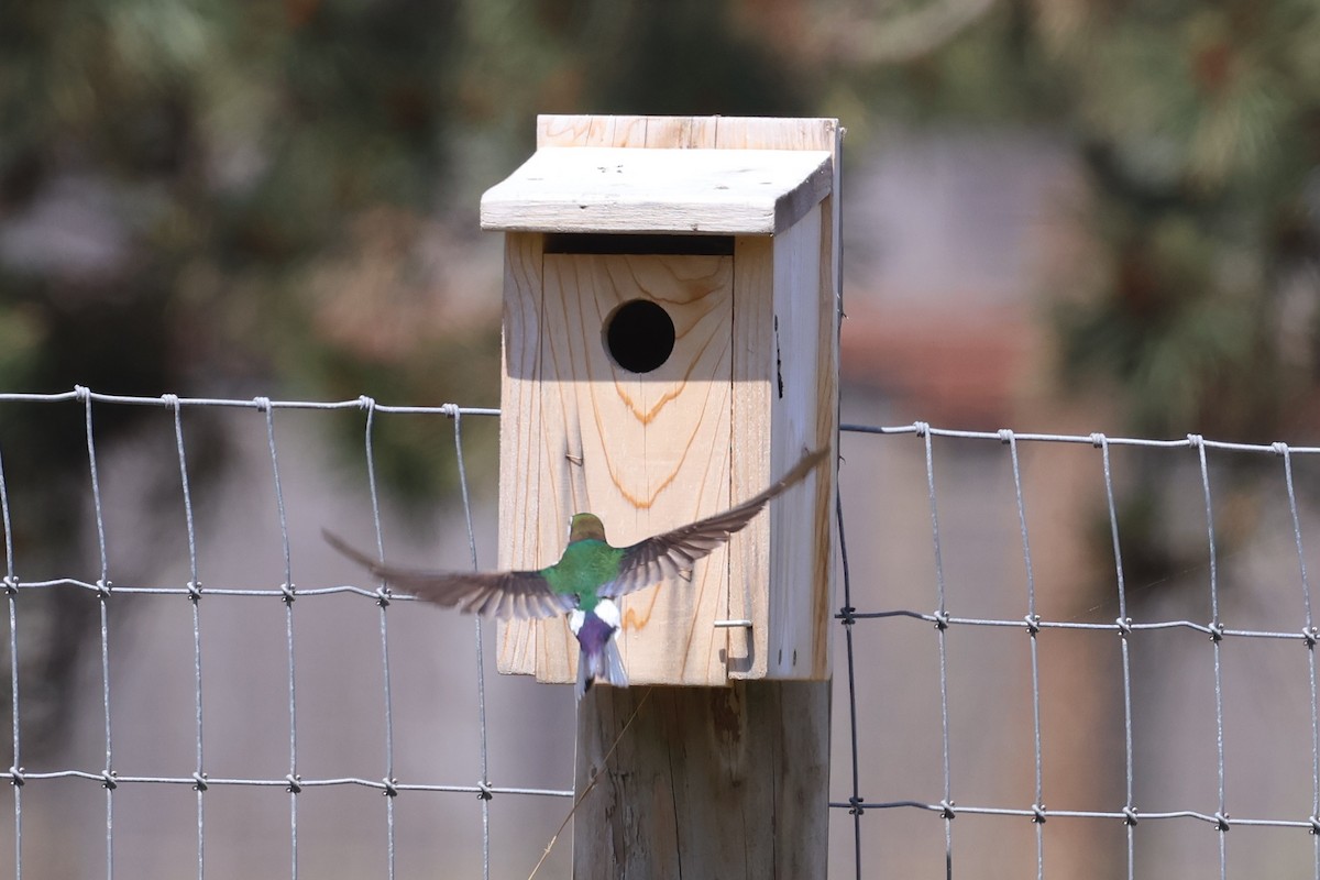 Violet-green Swallow - ML636930427