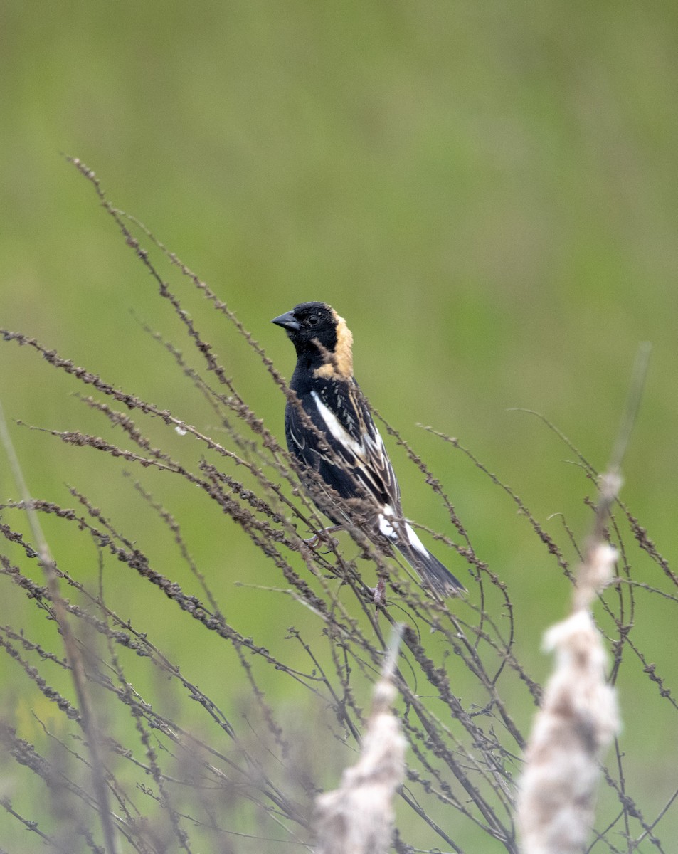 Bobolink - ML636930430