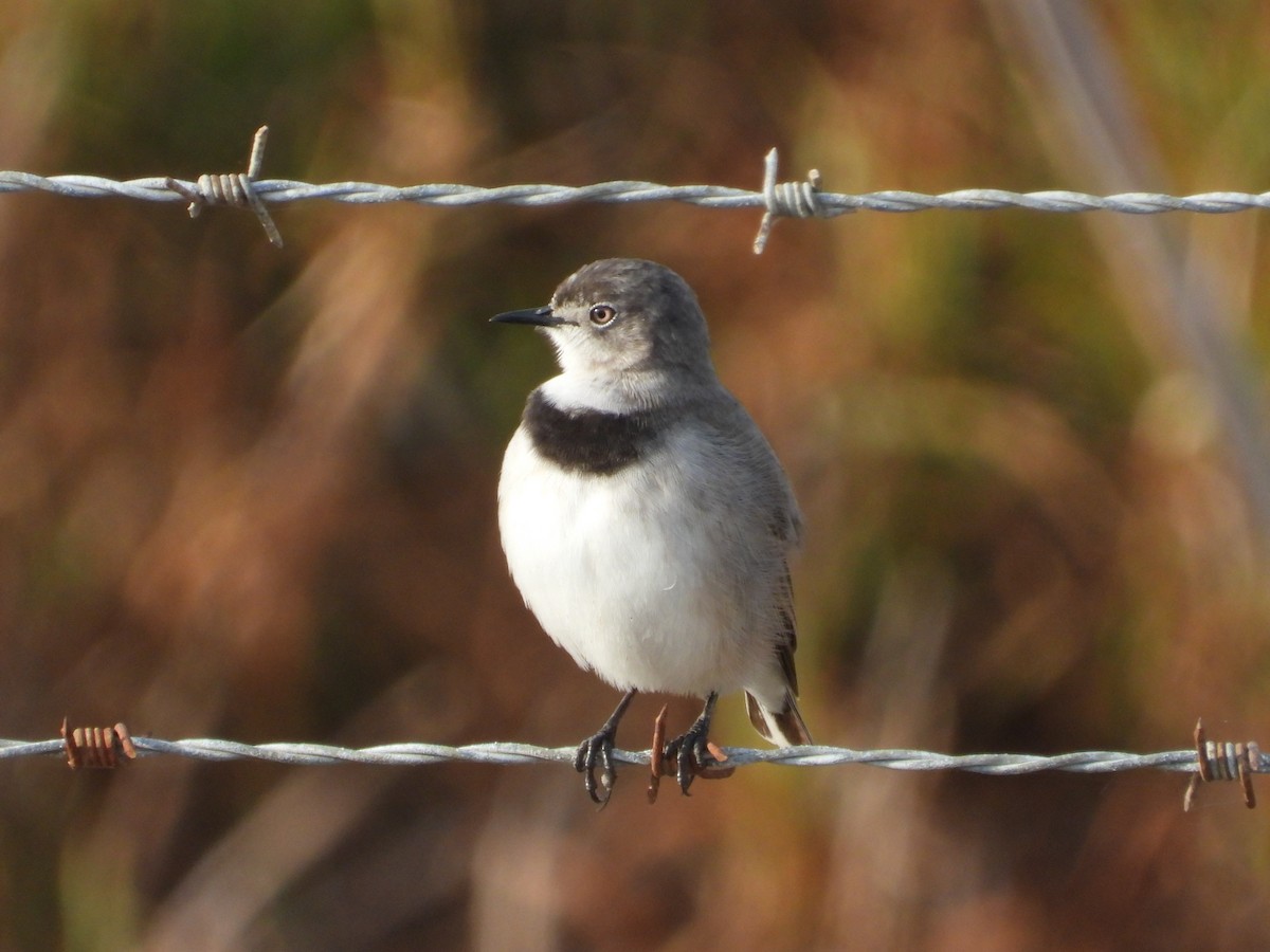 White-fronted Chat - ML636930432