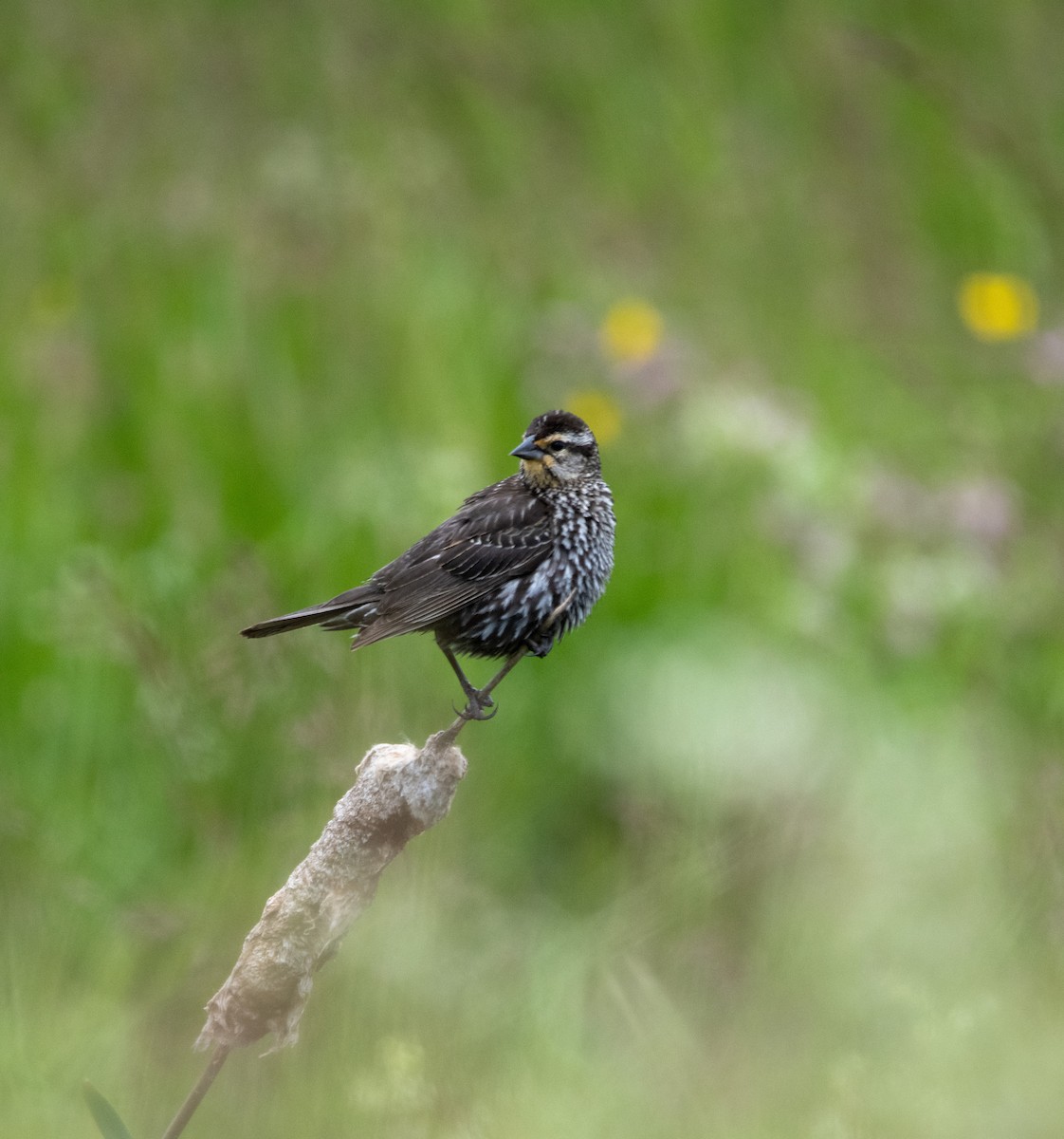 Red-winged Blackbird - ML636930445