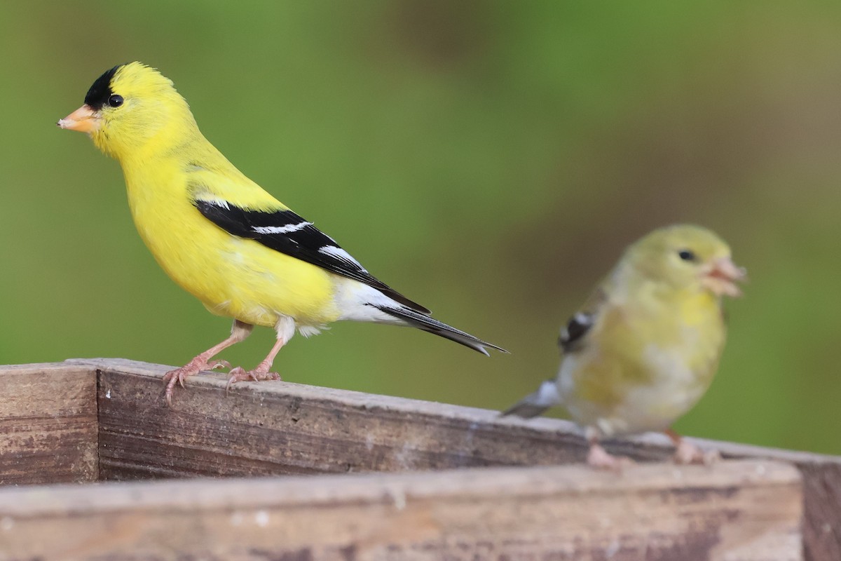 American Goldfinch - ML636930467