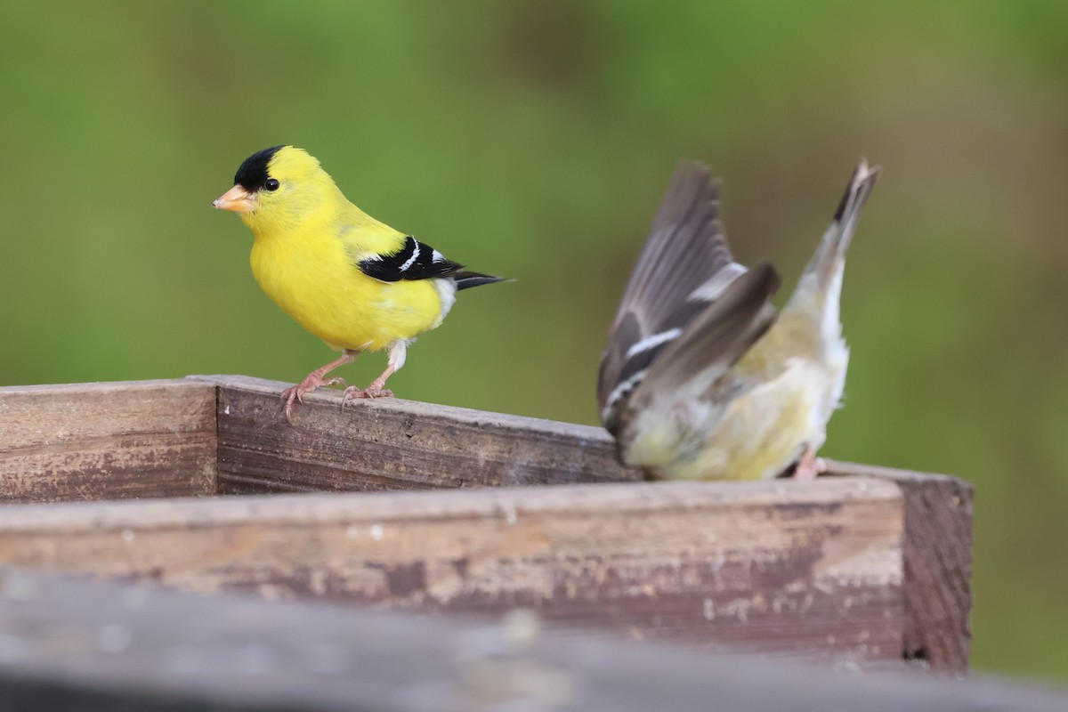 American Goldfinch - ML636930468