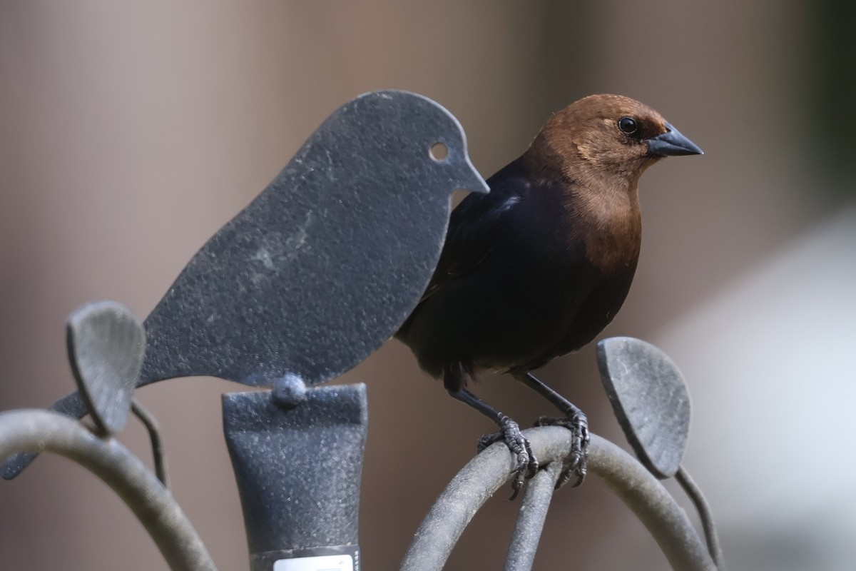 Brown-headed Cowbird - ML636930547