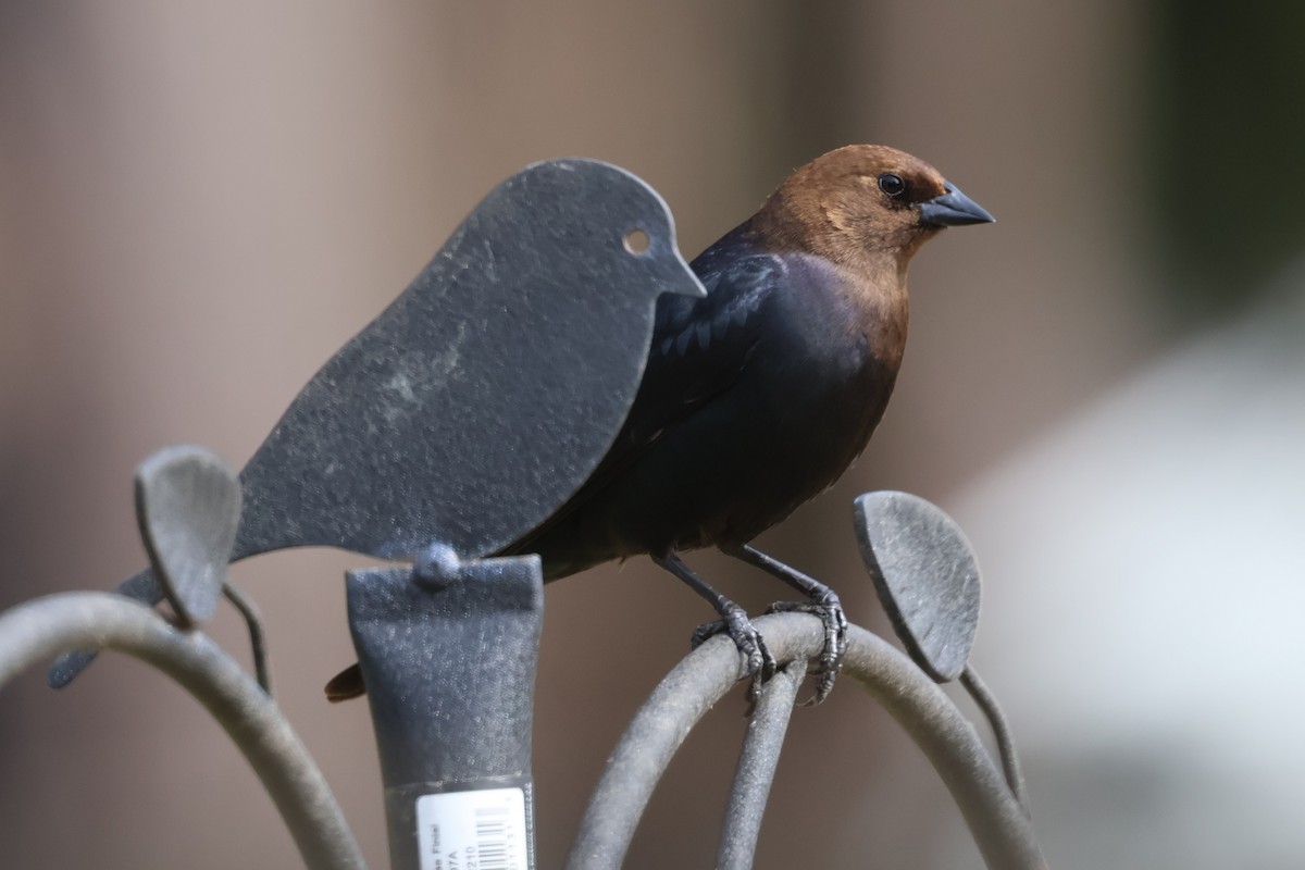 Brown-headed Cowbird - ML636930548