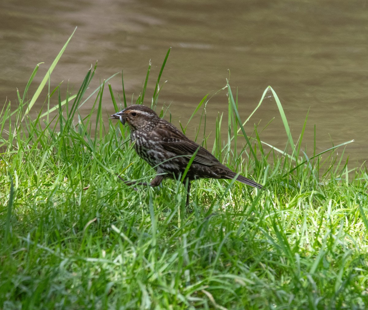 Red-winged Blackbird - ML636930551