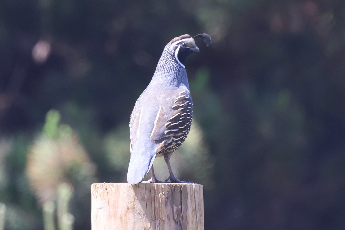 California Quail - ML636930553
