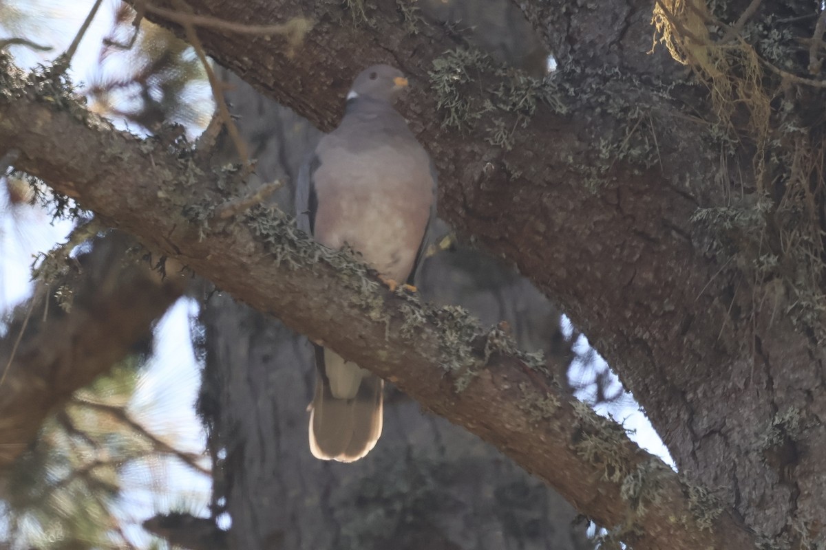 Band-tailed Pigeon - ML636930561