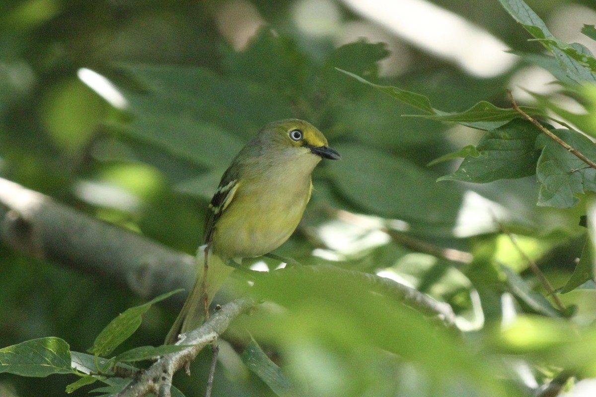 White-eyed Vireo - ML636930587