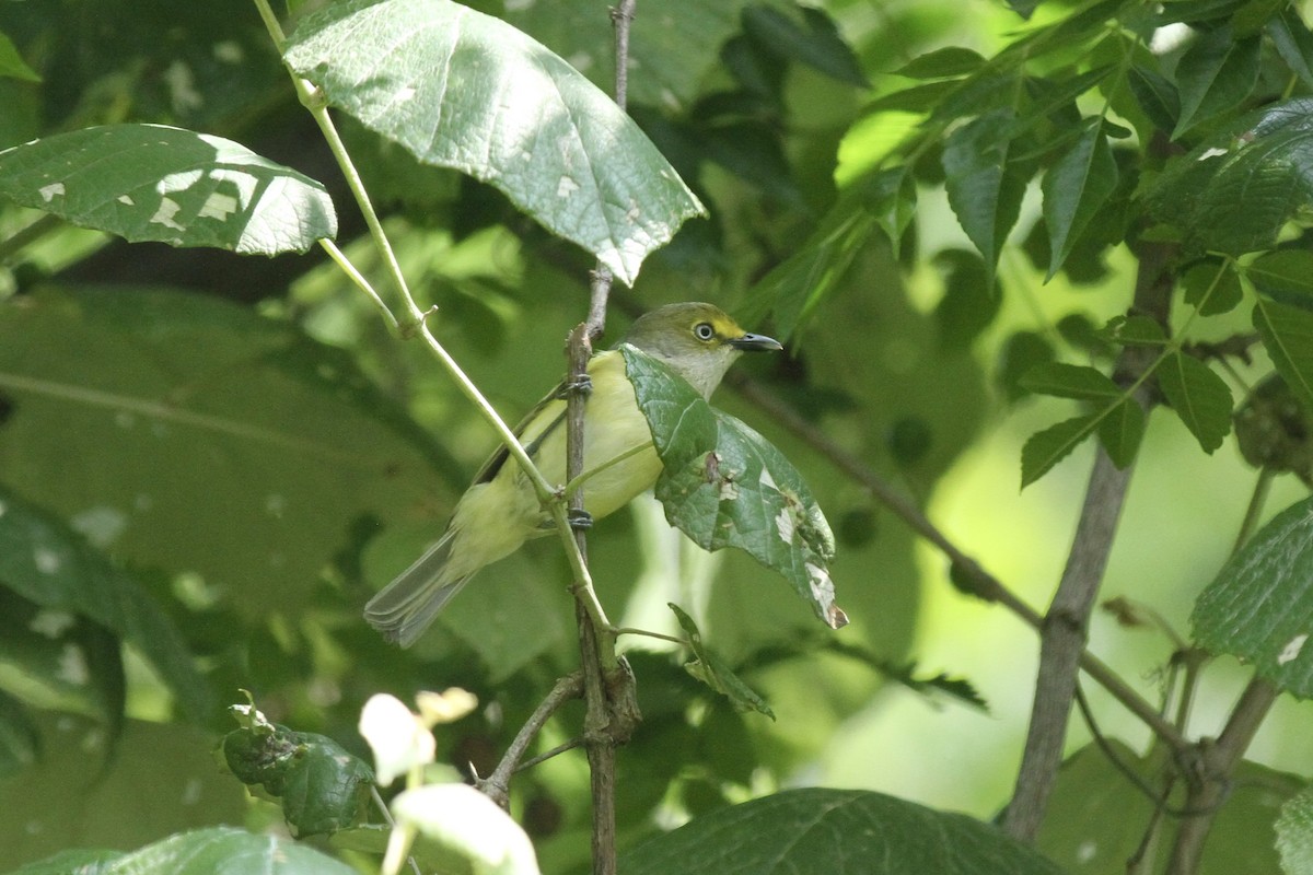 White-eyed Vireo - ML636930588