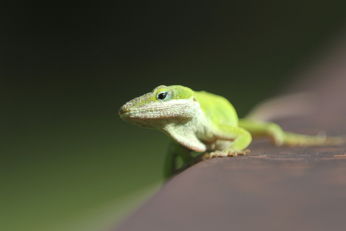 Green Anole - ML636930640