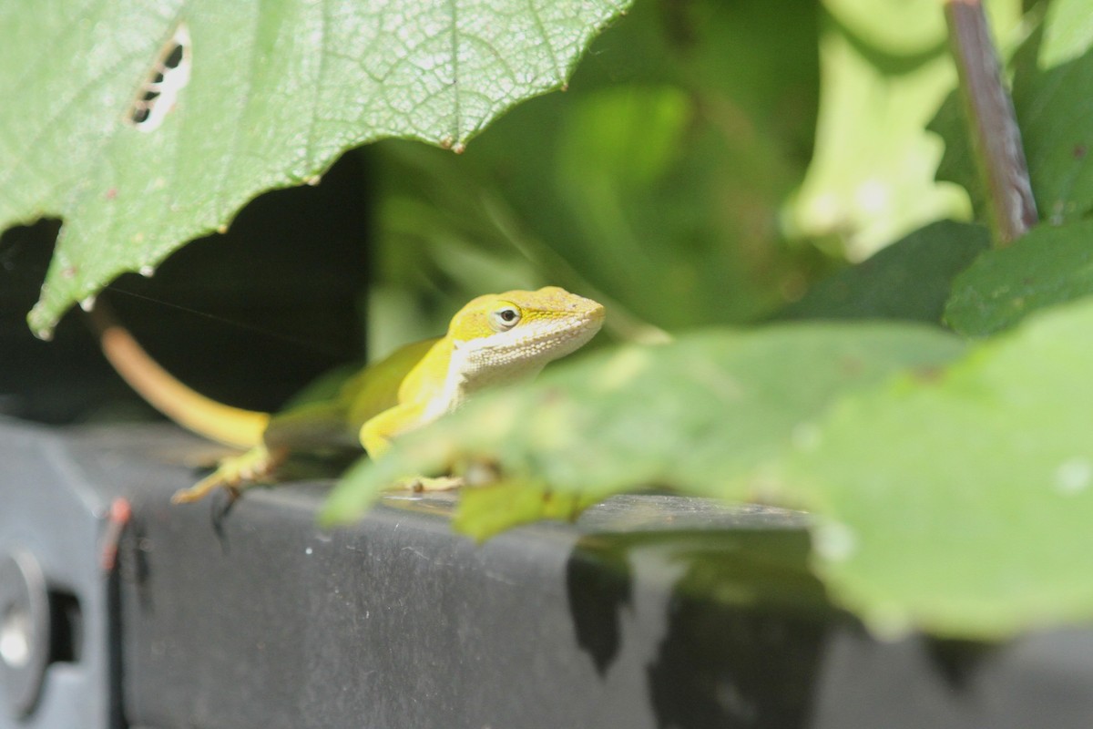Green Anole - ML636930641