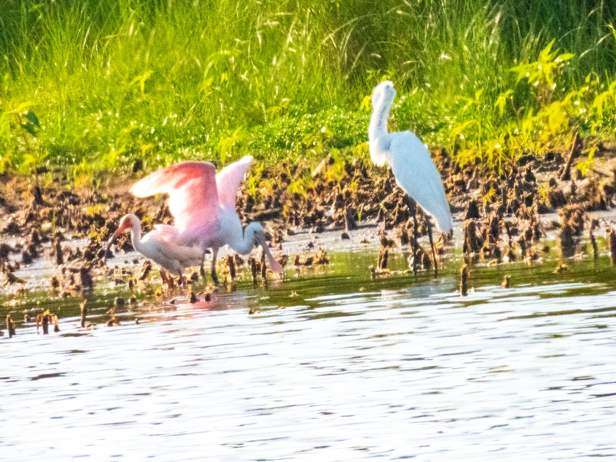 Roseate Spoonbill - ML636930967