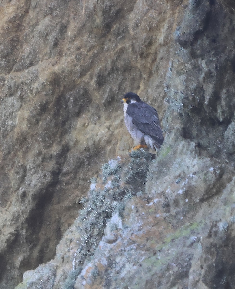 Peregrine Falcon - ML636930973