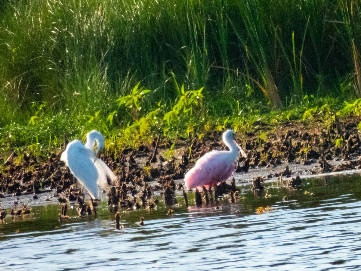 Roseate Spoonbill - ML636930983