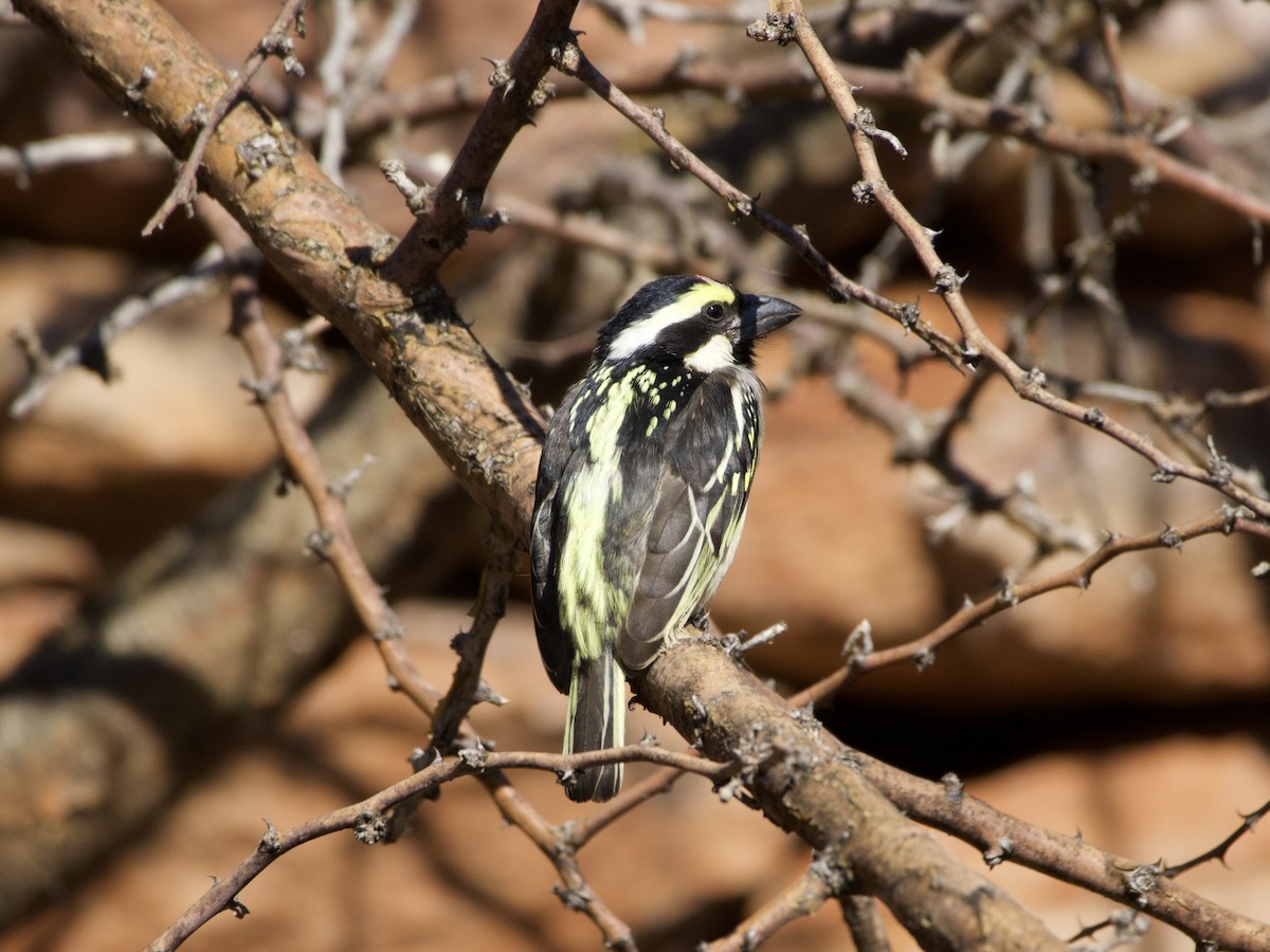 Pied Barbet - ML636931003