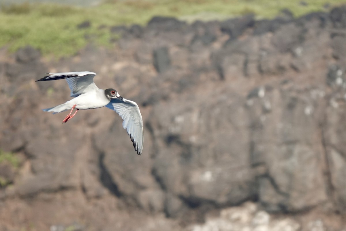 Swallow-tailed Gull - ML636931037