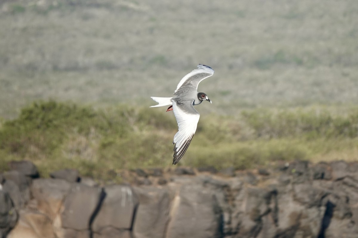 Swallow-tailed Gull - ML636931038