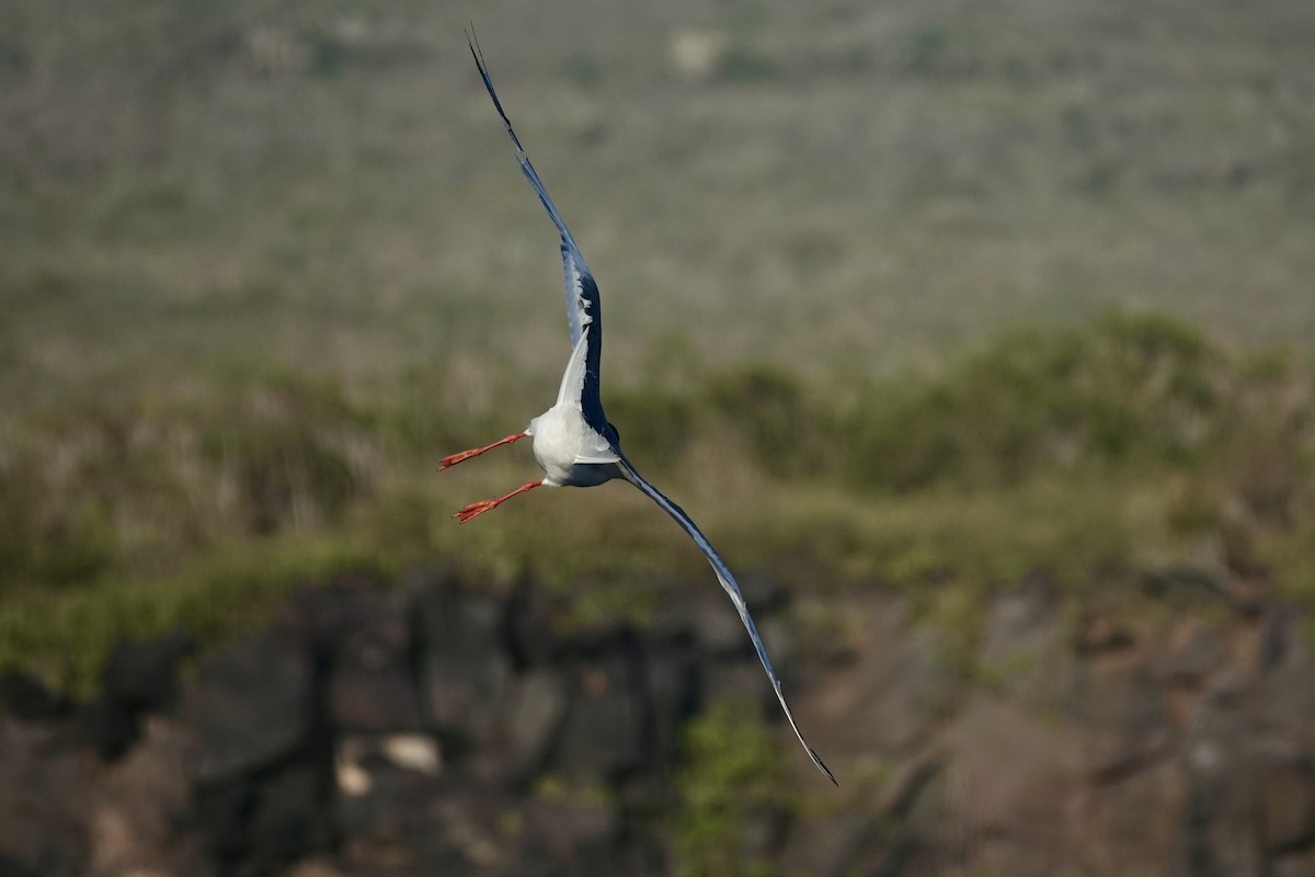 Swallow-tailed Gull - ML636931039