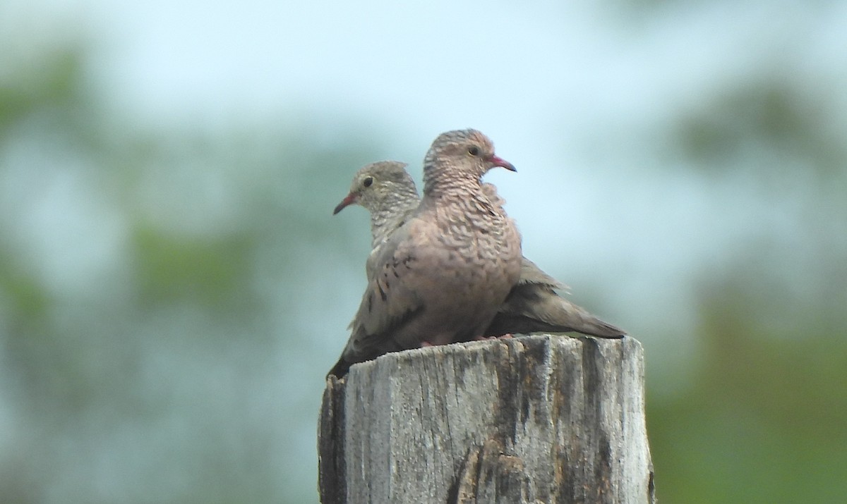 Common Ground Dove - ML636931068