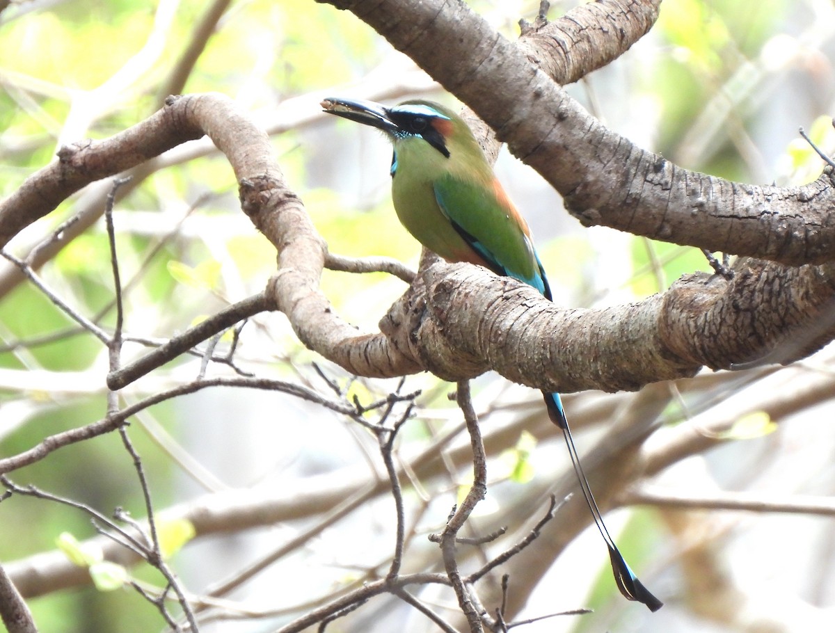 Turquoise-browed Motmot - ML636931073