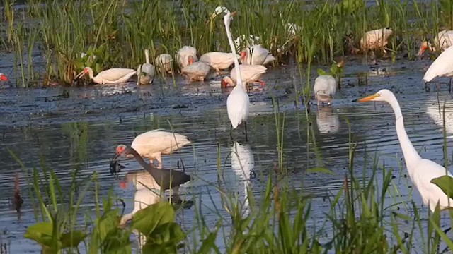 White Ibis - ML636931130