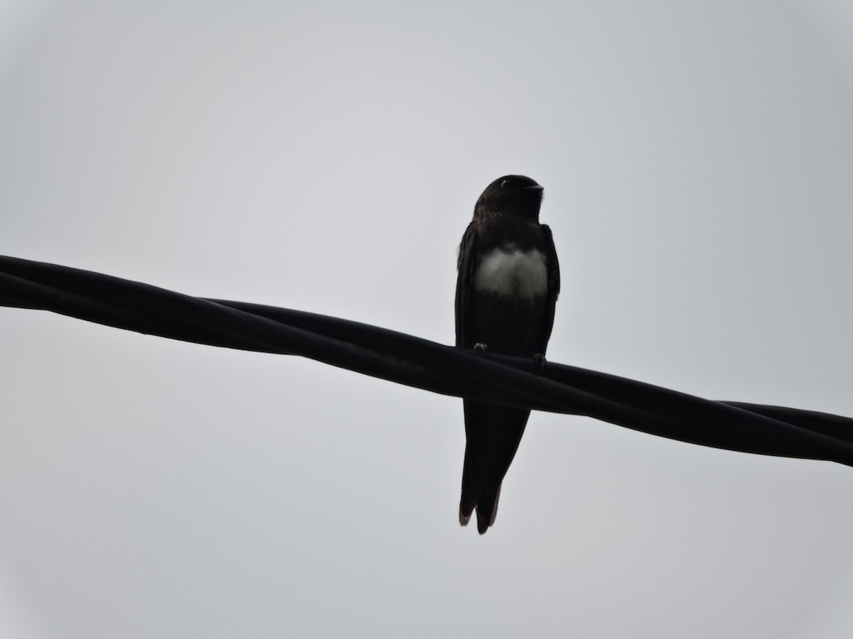 White-banded Swallow - ML636931197