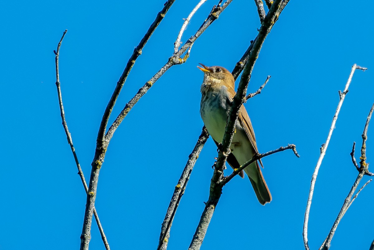 Veery - ML636931262