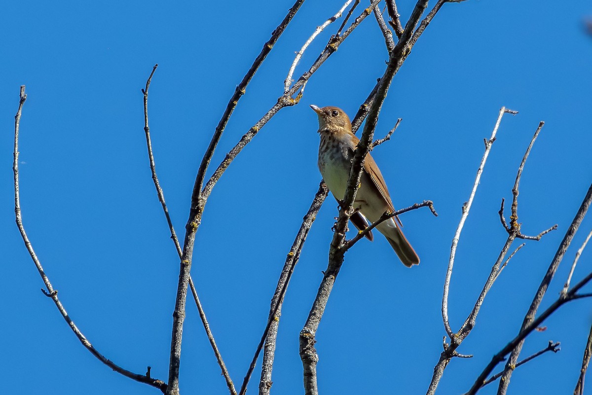 Veery - ML636931263