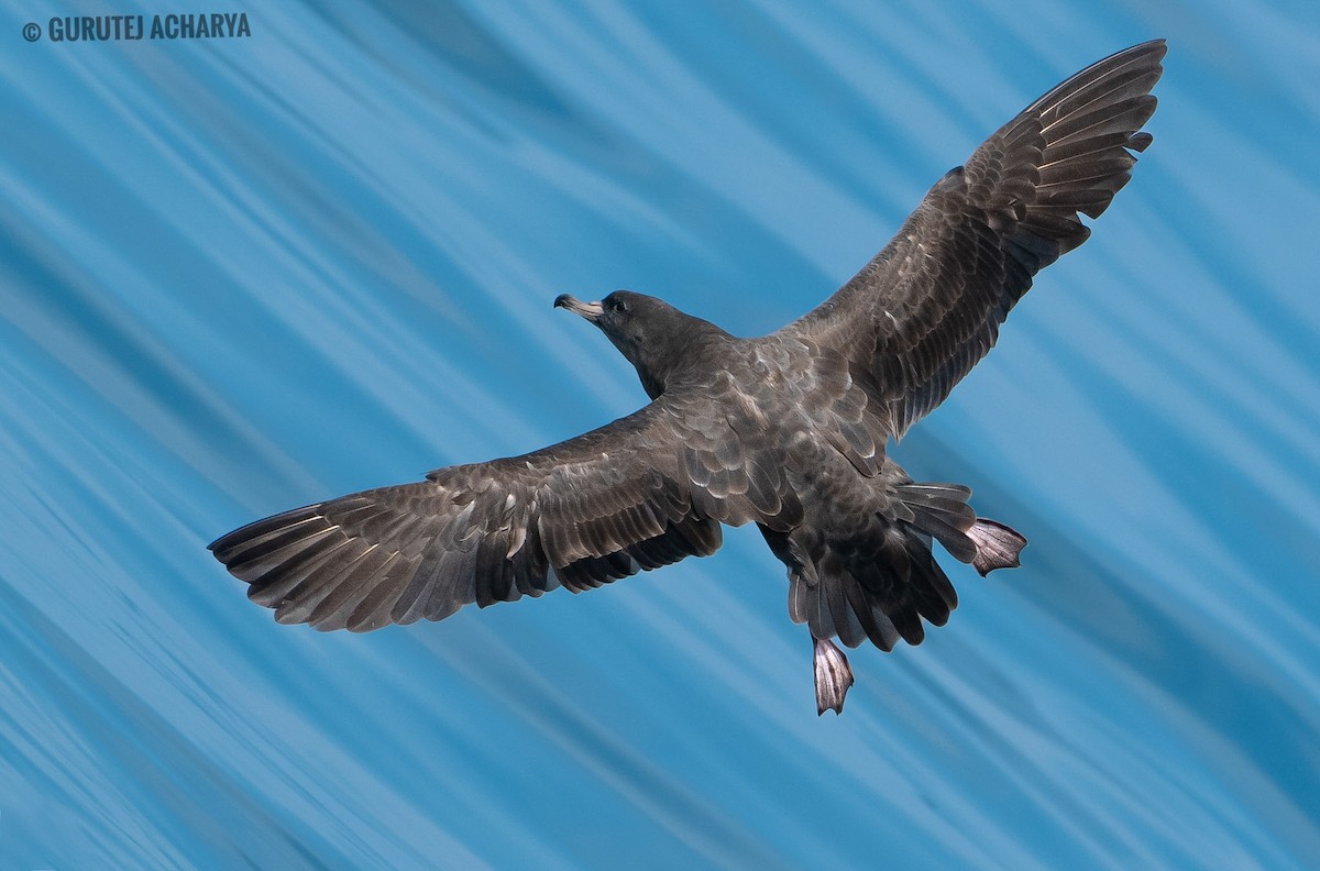 Flesh-footed Shearwater - ML636931408