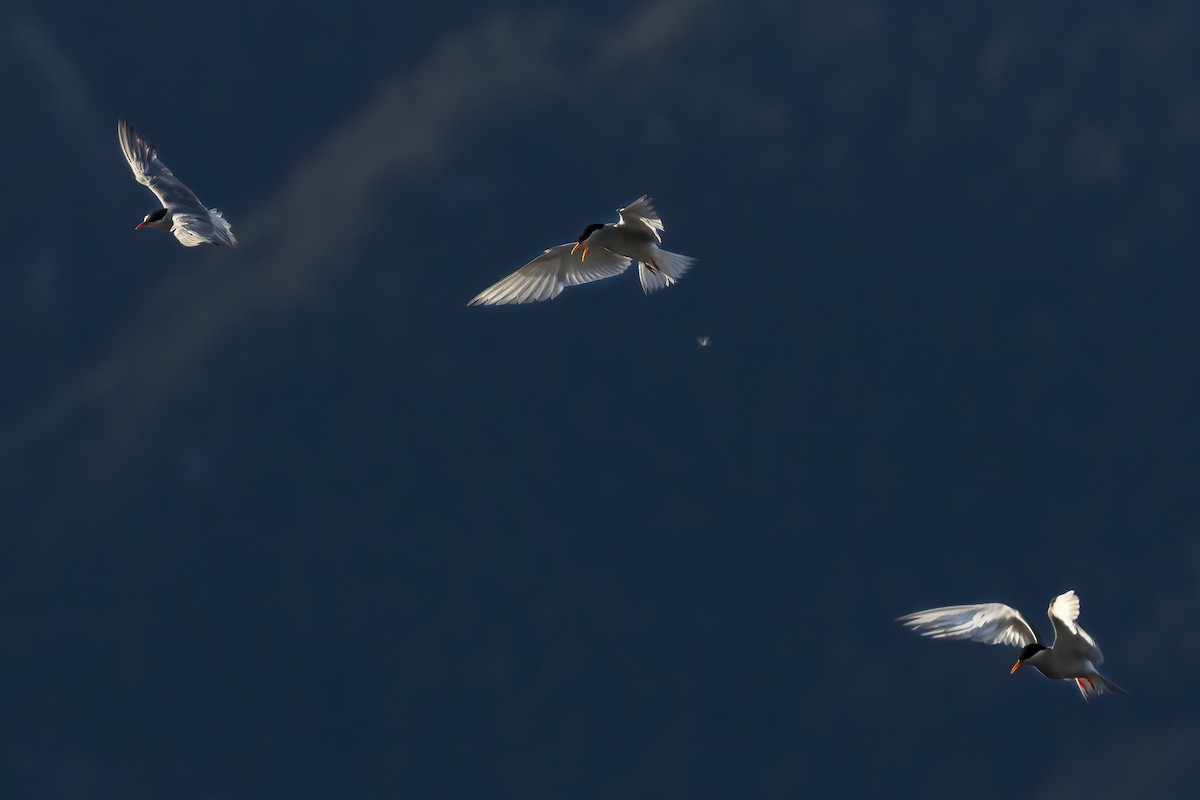 Black-fronted Tern - ML636931413