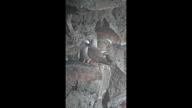 Black Noddy (melanogenys) - ML636931437