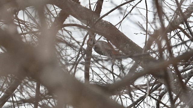 White-backed Woodpecker (White-backed) - ML636931440