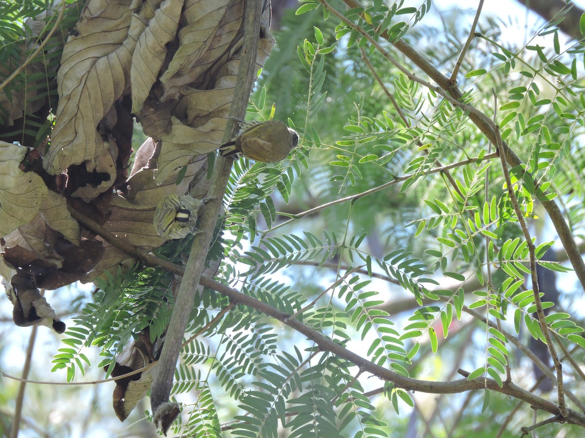 Lafresnaye's Piculet - ML636931456